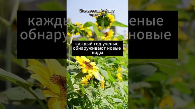 Интересный факт ❘ часть 23 #shorts #short #youtubeshorts