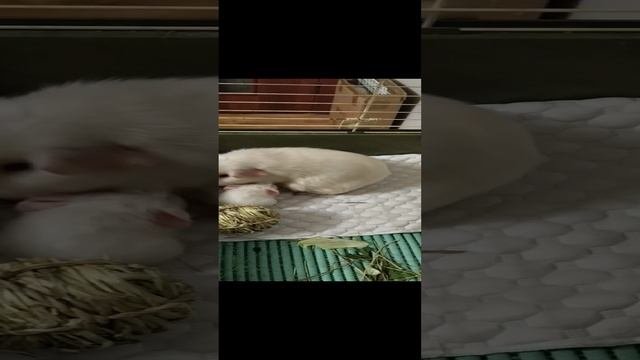 Носики-Курносики😉