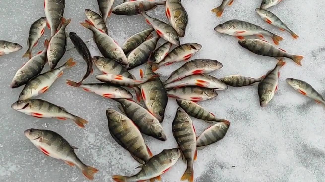 Клёвая зимняя рыбалка на окуня. Жор окуня зимой на мормышку. Первый лёд. Нашёл стаю активного окуня.