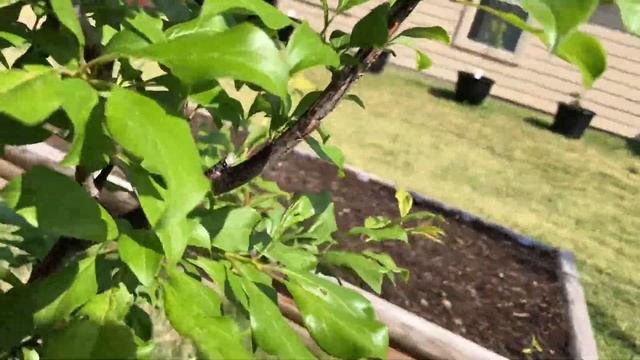 Let’s Walk My In-Ground Fruit Trees