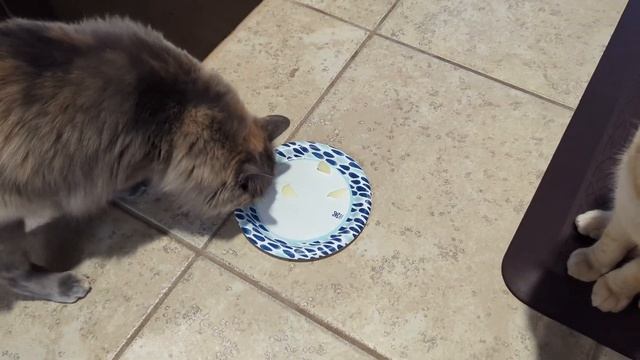 Sushi says green apples smell like poo