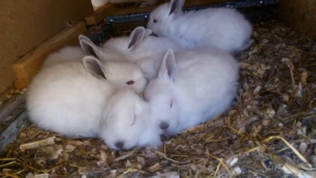Крольчатам калифорнийской породы 21 день