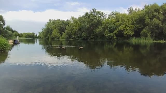 Живая природа, утки на речке