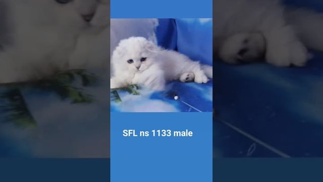 FB_VID_3533526605260264149.mp4