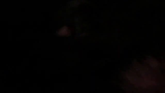 Новорожденные ягдтерьеры