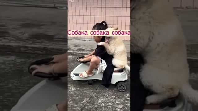 Веселая песенка на английском, кот, собака, тигр, панда