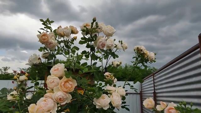 Эти сорта можно пригласить себе в сад👋👋👋Большая прогулка(ИЮНЬ) (1)