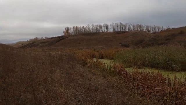 ОХОТА НА УТКУ С ПОДХОДА ОКТЯБРЬ 2024 #hunting #охота #утки