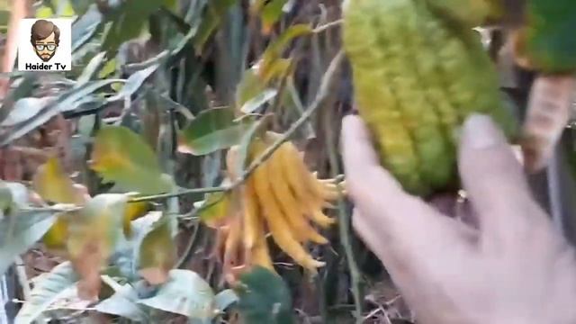 Amazing and beautiful fruits/blue apple,red banana/Good vidz channel