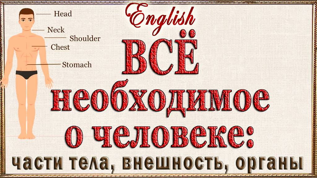 ВСЁ необходимое о человеке на английском: части тела, описание внешности, важные органы.