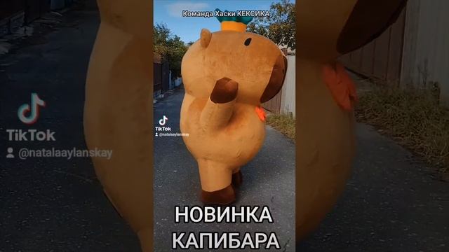 Команда Хаски КЕКСИКА