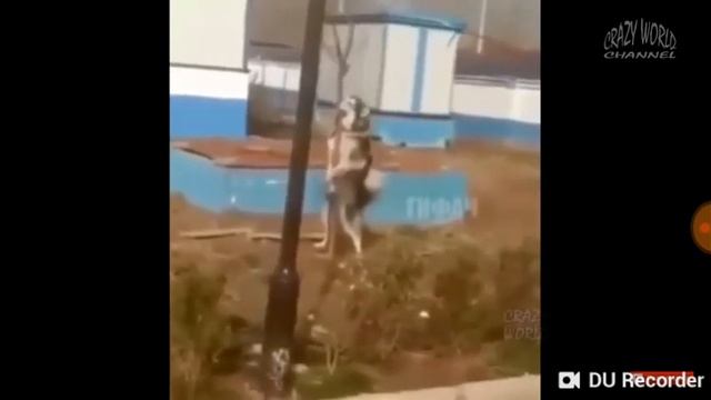 Приколы с животными 🤣🤣🤣🤣