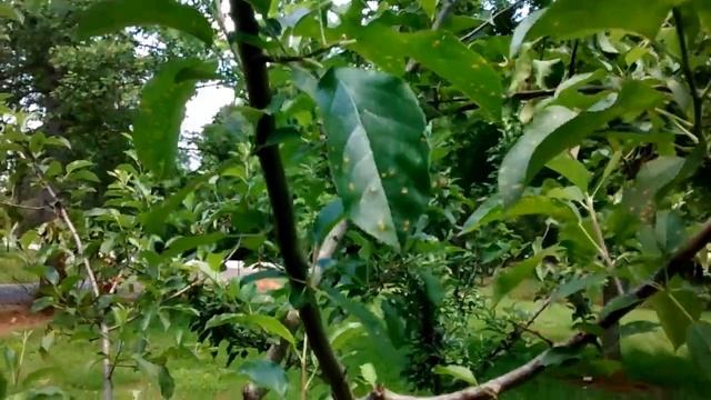 Do You Like Apples? We've Got Some!