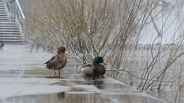 Duck and drake on the waterfront in bad weather. Ekaterinburg. Russia