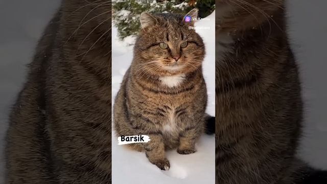 Котяра-который оценивает.mp4