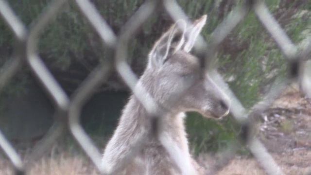 2 Kangaroos outside my house incl my front door