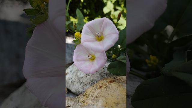 Живая природа, цветы