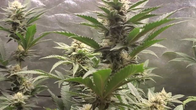 K.I.S. EPISODE 43: HOW I GROW LBS NATURAL ORGANIC EXOTIC & EASY SEED VEG  FLOWER  HARVEST PT1