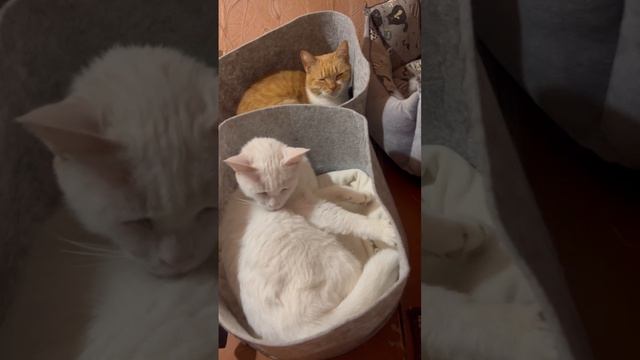 Котики отдыхают по своим местам