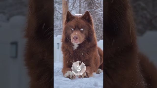Пишите в комментариях сколько пород удалось угадать👇🏼