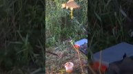 Карась попался на кукурузу