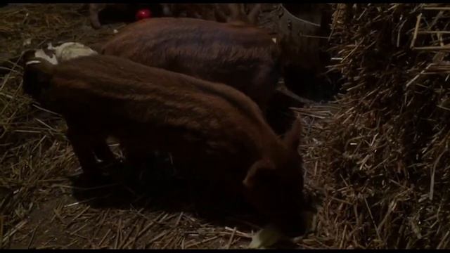 Wild pigs eat cabbage, beans, apples