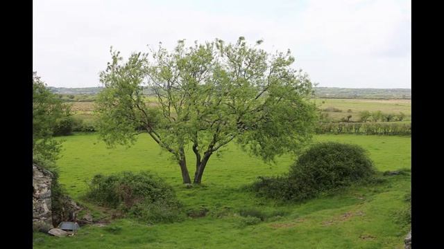 White Crab Apple Tree 2019 Spring Blossom Anglesey