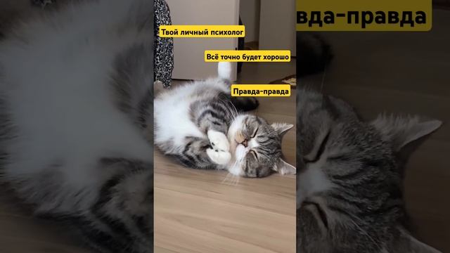 #психология #коучинг #котики #отношения