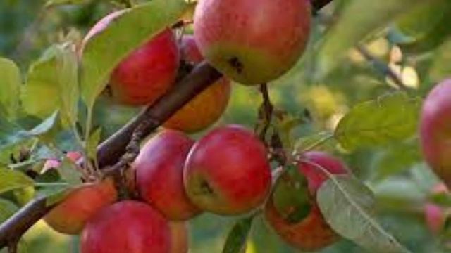 Kids like apples - and sometimes falling on their head