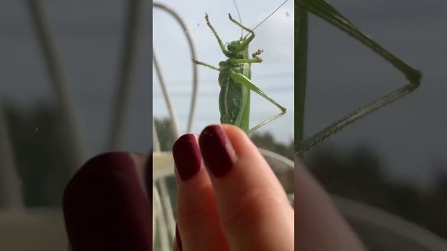 Scary! Unpleasant! Locusts on the window. Have you seen locusts? Would you be scared?