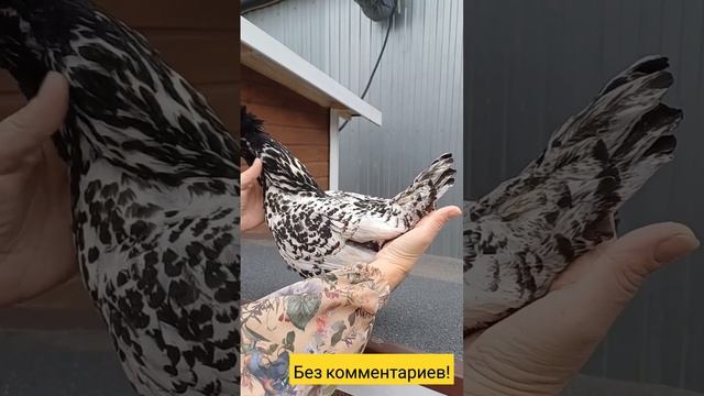 Не могли пройти мимо тренда с моими кареглазыми красотками #подворье #феррари #курочка #юмор