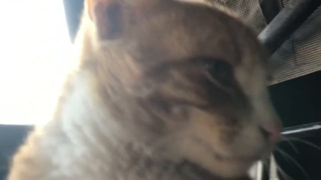 A cat scratch my iphone camera🤦🏻Vlogs short scene