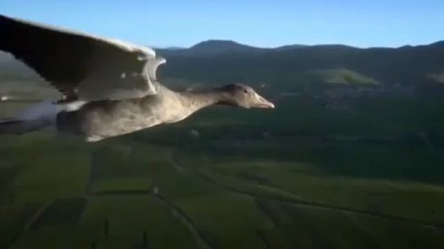 Когда листву покроет позолота и гуси клином полетят на юг...