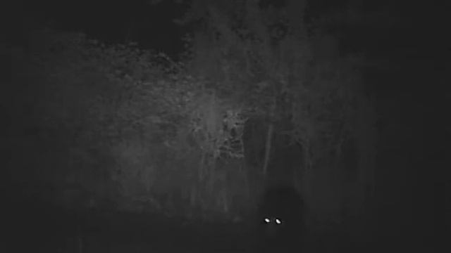 Black Bear Walking from under an Apple Tree it has fed on