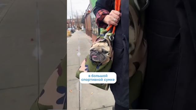 Первая прогулка щенка: как подготовиться?🐕 Полное видео уже на канале!
