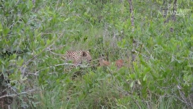 Crazy Leopards Break Car Windows and Chase Humans Fiercely || Leopard vs Human, Hyena, Impala