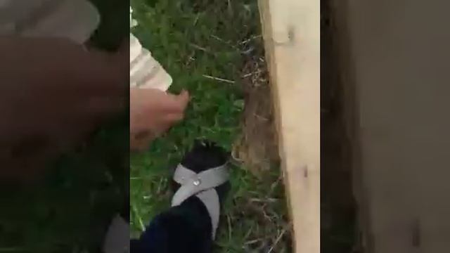 Крольчиха родила