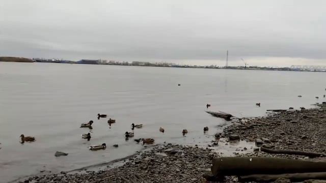 Сварила суп из индейки, риса. Майский парк.