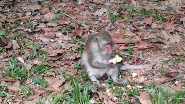 Today he got apple for eat look so nice, eat fruit make good health