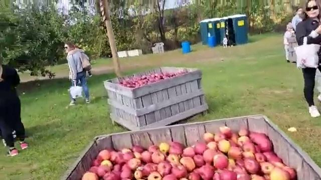 Going apple picking with my family! October 2022(4)