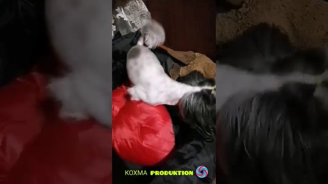 Стриженный Мартик.mp4