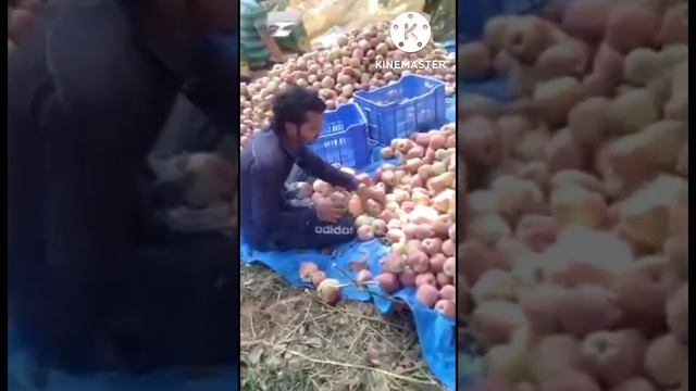 Hear comes an Apple # Apple packing # J & K # Paradise on the earth