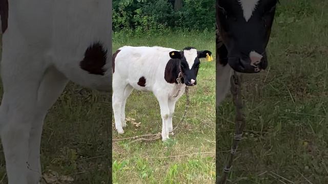 Нежданчик 🐮