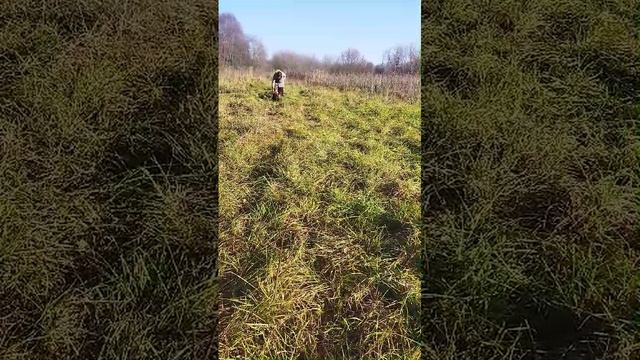 21.10.24 чудеса дрессировки