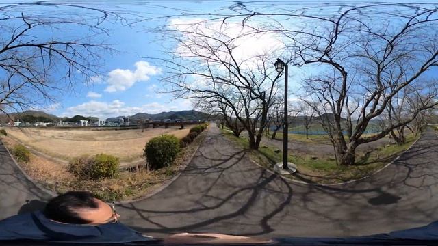 【360°動画】舞鶴市桜スポット定点観測 #2-1 2024-03-22 西舞鶴 伊佐津川運動公園横 河川敷【4K画質推奨】