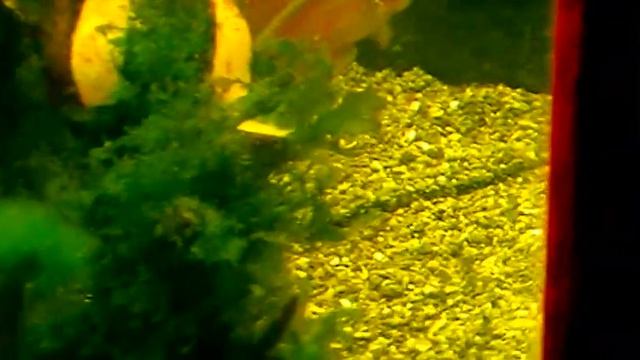 Бой с отражением