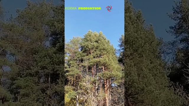 Какой хороший день. 21.10.2024 г.mp4