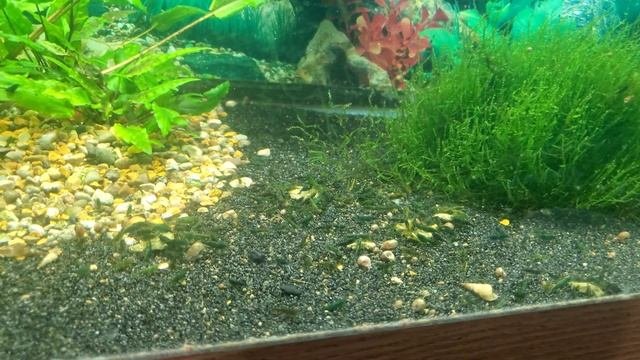 Culling Shrimp - 75 Gallon Green Jade Shrimp Tank