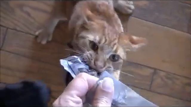 Веселые кошки  ТВ