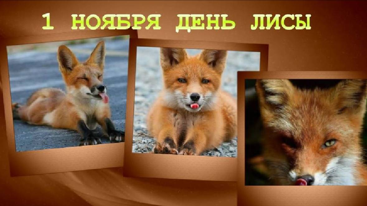 1 ноября День лисы